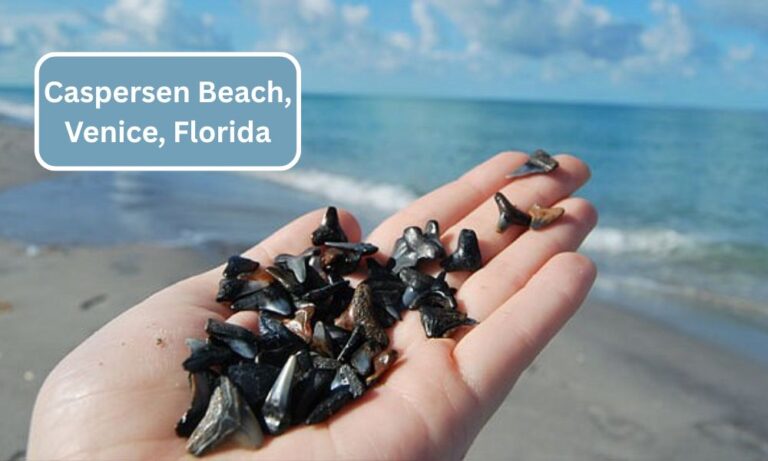 Caspersen Beach, Venice, Florida