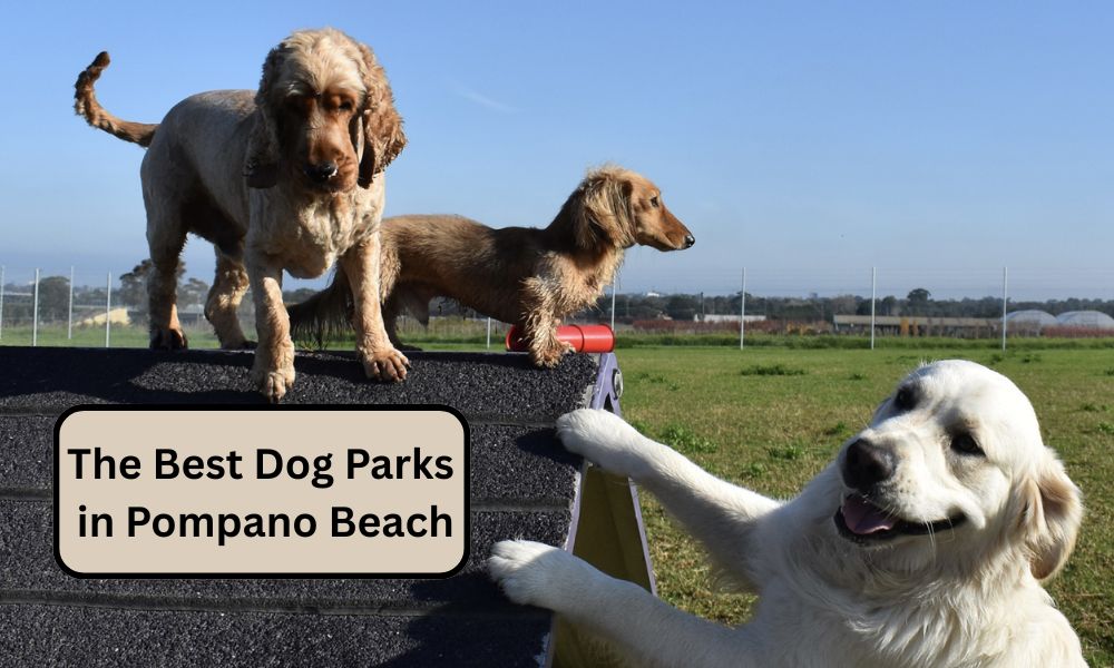 The Best Dog Parks in Pompano Beach